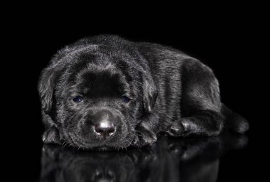 Siyah arka plan üzerine poz üzgün Labrador köpek yavrusu. Bebek hayvan Tema