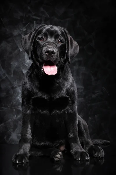 Zwarte Labrador Retriever Donkere Achtergrond — Stockfoto