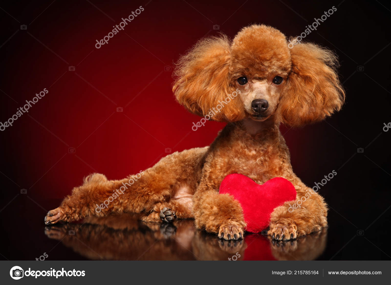 dark red poodle