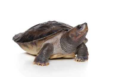 Kaplumbağa portresi beyaz arka plan üzerinde. Stüdyo çekimi