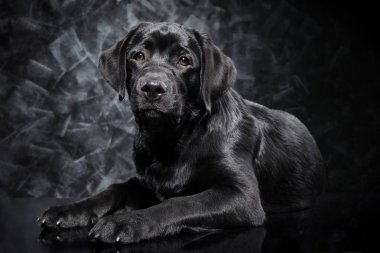 Koyu arka plan üzerinde siyah Labrador geri almak. Animal Temalar