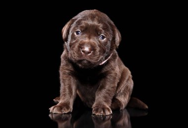 Şirin kahverengi Labrador köpek yavrusu siyah arka plan üzerine. Bebek hayvan Tema