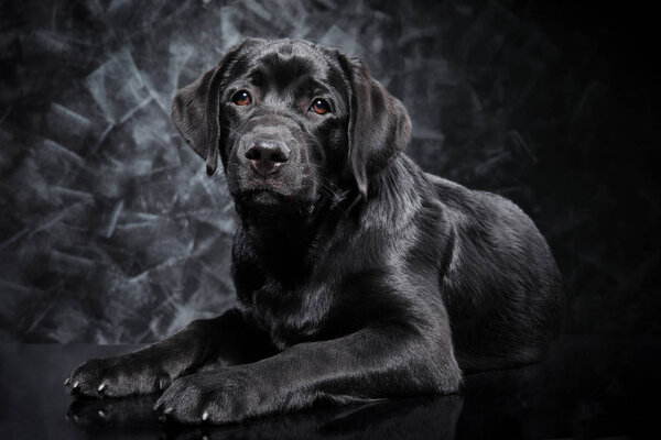 Black Labrador Retriever on dark background. Animal themes