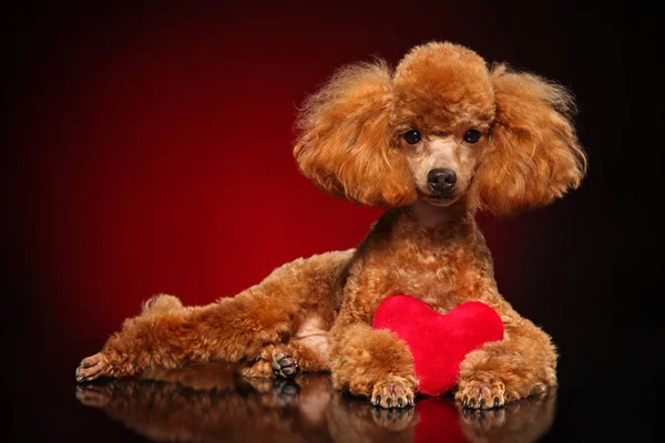 Mooie Poedel Ligt Met Een Rood Hart Donker Rode Achtergrond — Stockfoto