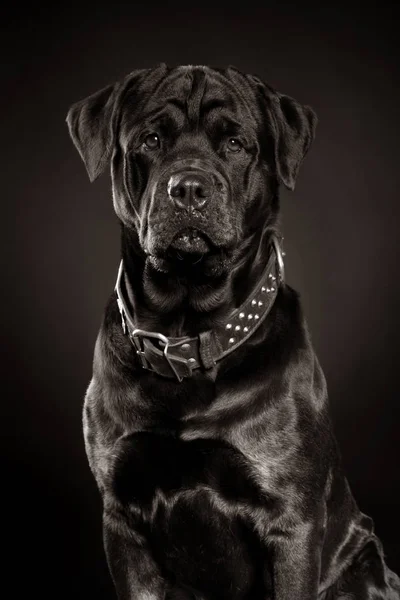 Chien Rottweiler Portrait Noir Blanc — Photo