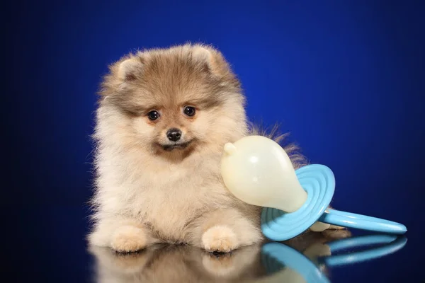 Pomerániai Spitz Kiskutyát Egy Nagy Cumi Sötét Kék Hátteret — Stock Fotó