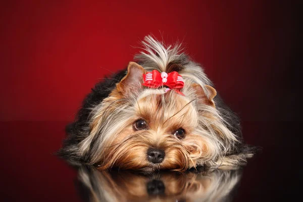 Cute Little Yorkie Dog Resting Lying Dark Red Background — Stock Photo, Image