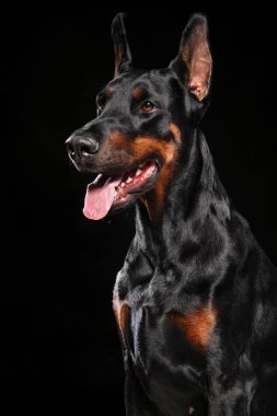 Doberman yakın çekim portre siyah arka plan üzerine