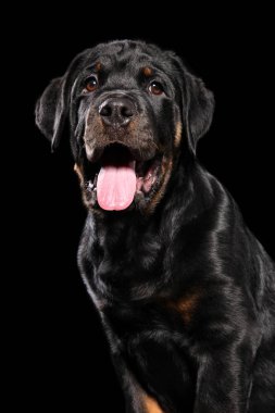 Şirin Rottweiler köpek yavrusu siyah arka plan üzerine