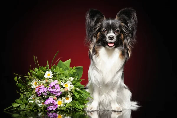 带花束的大陆玩具猎犬在深红色背景动物主题 — 图库照片