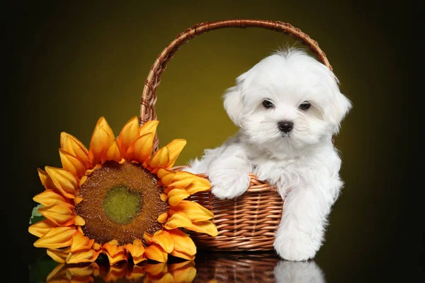 Cãozinho maltês em cesta de vime — Fotografia de Stock