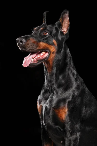 Retrato Doberman Sobre Fundo Preto Temas Animais — Fotografia de Stock