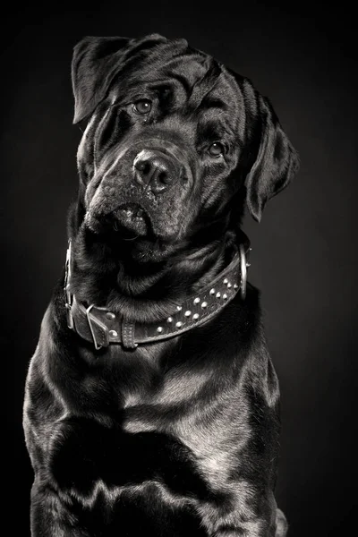 Portrait Noir Blanc Rottweiler Sur Fond Sombre — Photo