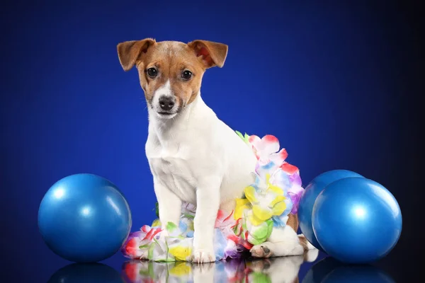 Junger Jack Russell Terrier Mit Blauen Kugeln Auf Dunkelblauem Hintergrund — Stockfoto