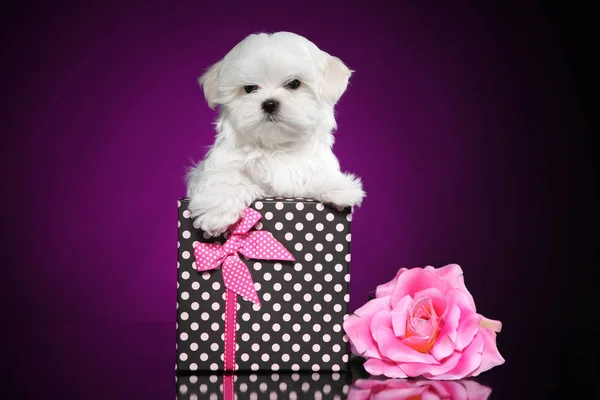 带花的马耳他小狗礼品盒 — 图库照片