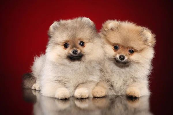 Två Pomeranian Spitz Valpar Röd Bakgrund Baby Djur Tema — Stockfoto