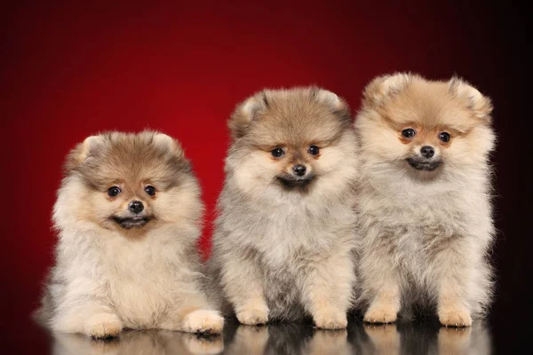 Pomeranian spitz cachorros —  Fotos de Stock