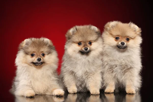 Pommerse spitz puppy 's — Stockfoto