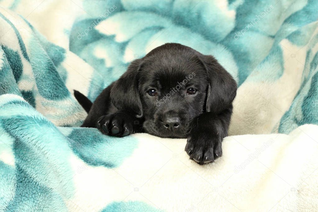 Black Labrador puppy lying on the couch
