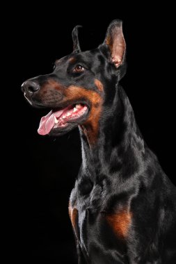 Doberman portre siyah arka plan üzerine