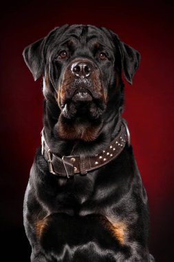 Rottweiler köpek koyu kırmızı zemin üzerine Close-up