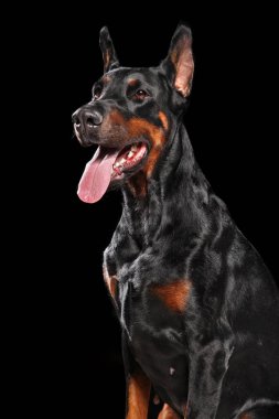 Doberman portre siyah arka plan üzerine