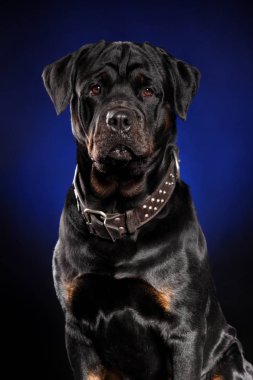 Güçlü Rottweiler. Koyu mavi zemin üzerine portre