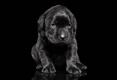 Labrador köpek yavrusu siyah arka plan üzerine oturur. Animal Temalar
