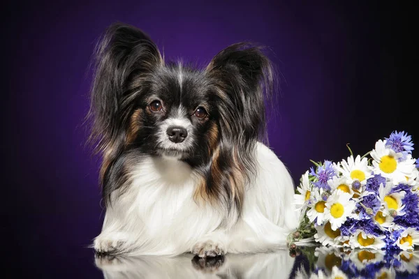 Continental Toy Spaniel Papillon Dog Flowers Lies Violet Background — Stock Photo, Image