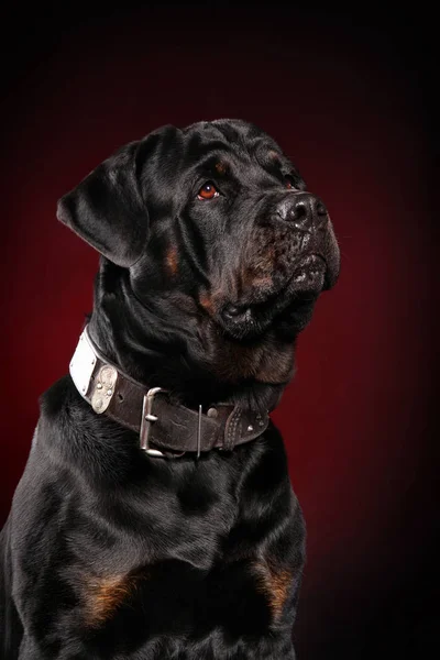 Retrato Rottweiler Sobre Fondo Rojo Oscuro Temas Animales —  Fotos de Stock