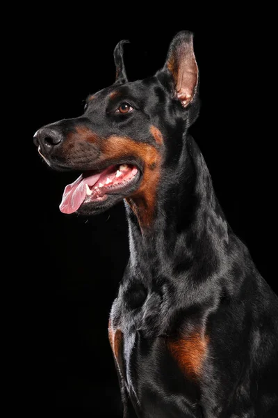 Portrait Doberman Sur Fond Noir — Photo