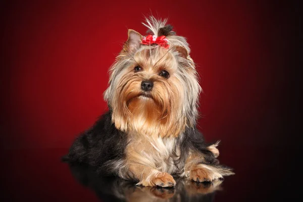 Cute yorkie dog on dark red background. Animal themes