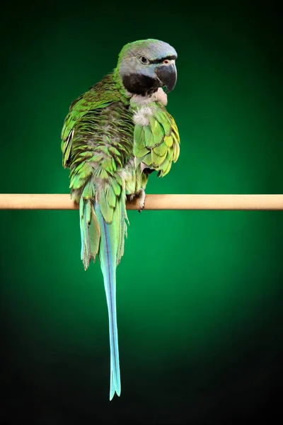 Parakeet Sits Green Background Animal Themes — Stock Photo, Image