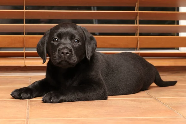 Negro Labrador Cachorro Acostado Suelo Cerca Ventana —  Fotos de Stock