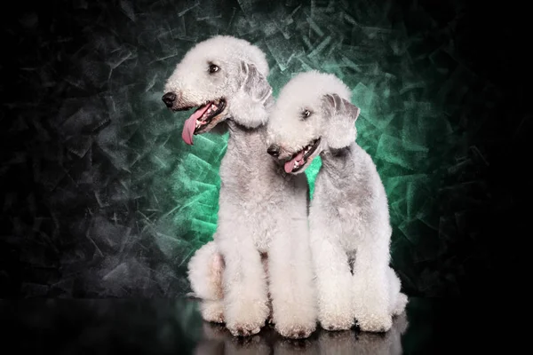 Bedlington Terrier Zusammen Auf Dunklem Hintergrund — Stockfoto