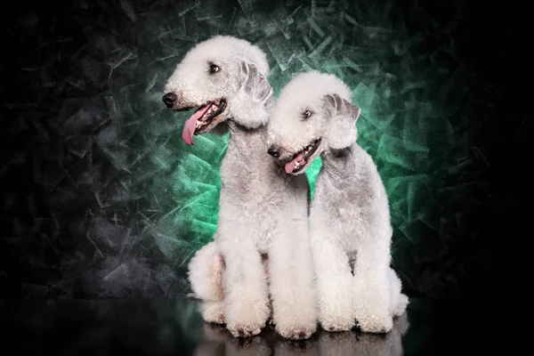 Bedlington Terrier Együtt Sötét Háttér — Stock Fotó