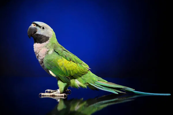 Groene Papegaai Zittend Een Donker Blauwe Achtergrond Dierlijke Thema — Stockfoto