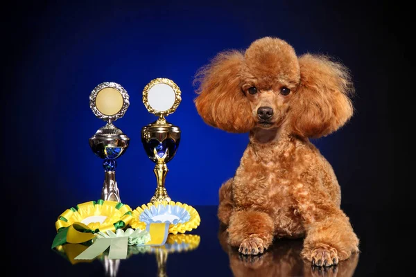 Red Miniature Poodle Cups Dark Blue Background — Stock Photo, Image