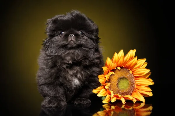 Cachorro Pekinés Negro Cerca Girasol Sobre Fondo Oscuro Tema Bebé — Foto de Stock