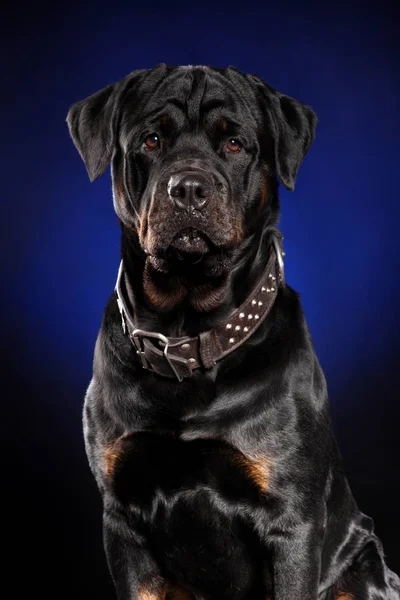 Fuerte Rottweiler Retrato Sobre Fondo Azul Oscuro —  Fotos de Stock