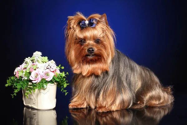 Yorkshire Terrier Nära Bukett Blommor Blå Bakgrund — Stockfoto