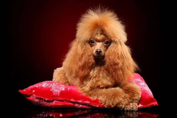 Juguete Joven Poodle Acostado Sobre Una Almohada Roja Temas Animales —  Fotos de Stock