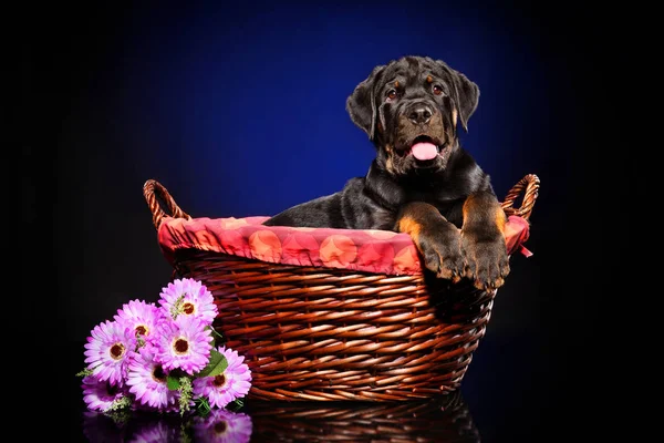 Joven Happy Rottweiler Canasta Mimbre Sobre Fondo Azul Oscuro — Foto de Stock