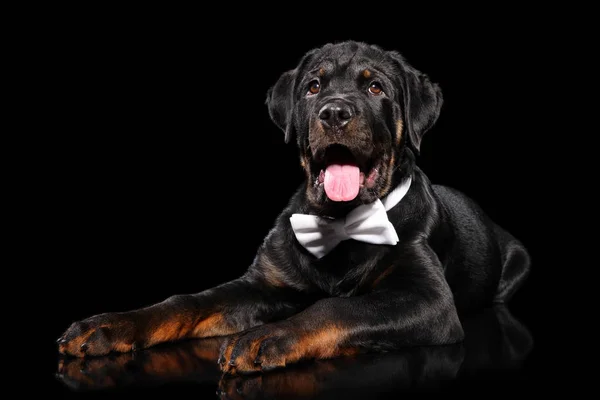 Joven Cachorro Rottweiler Una Corbata Lazo Acostado Sobre Fondo Negro —  Fotos de Stock
