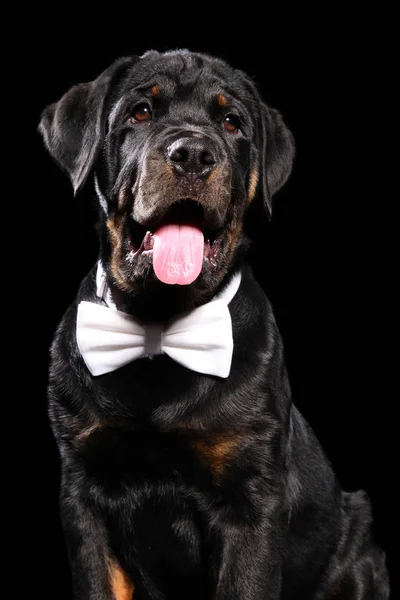 Close Retrato Rottweiler Filhote Cachorro Laço Fundo Preto — Fotografia de Stock