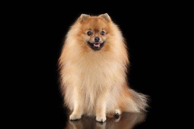 Mutlu Pomeranian Spitz köpek siyah arka plan üzerine oturur