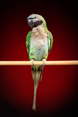Bir levrek koyu kırmızı zemin üzerine oturan büyük yeşil papağan. Animal Temalar