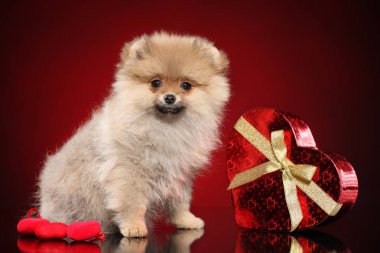 Kırmızı Sevgililer kalp ile mutlu Pomeranian Spitz köpek yavrusu. Bebek hayvan Tema