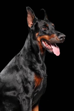 Siyah arka plan üzerine izole Doberman portresi