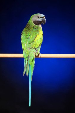 Parakeet sitting on a perch on a dark blue background clipart